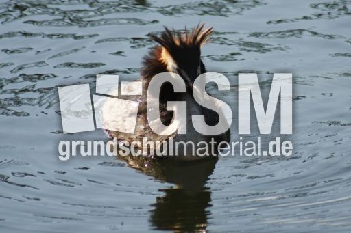 Haubentaucher-029.jpg